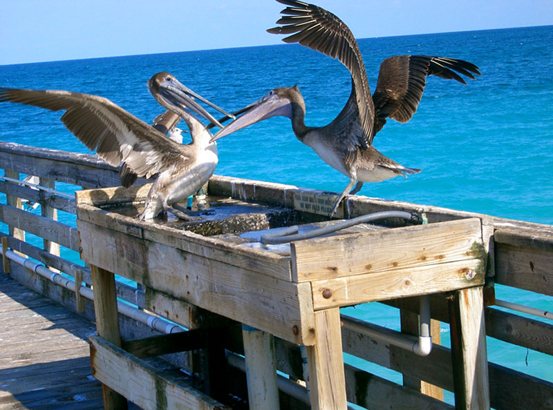 North Miami Beach, FL: Pelicans @ Miami Beach