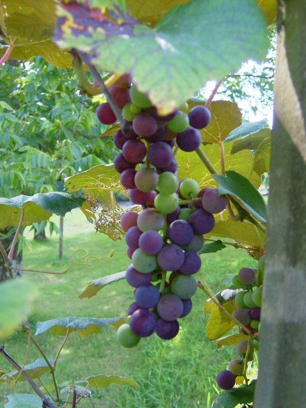 Galax, VA: Grapes of Galax-August 2006