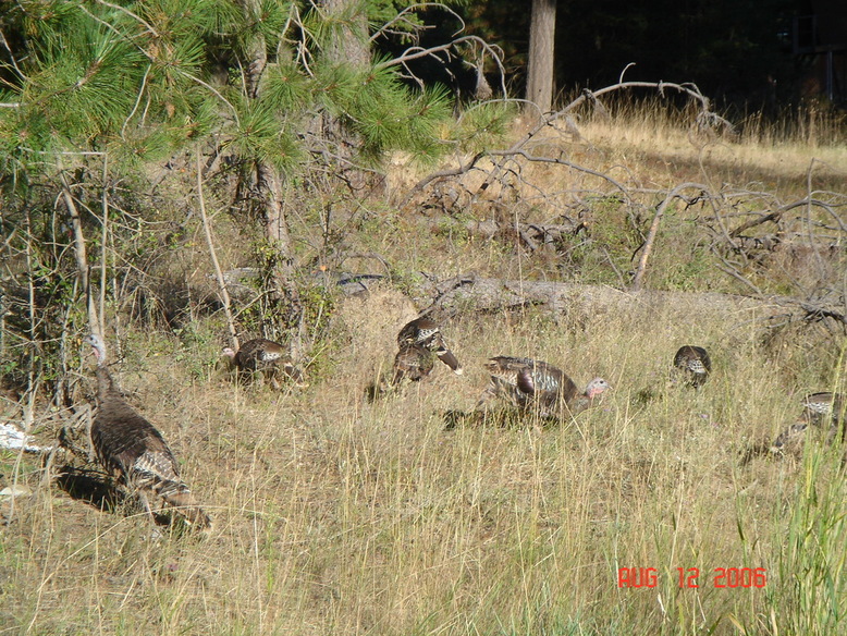 Colville, WA: turkeys at Colville,Washington