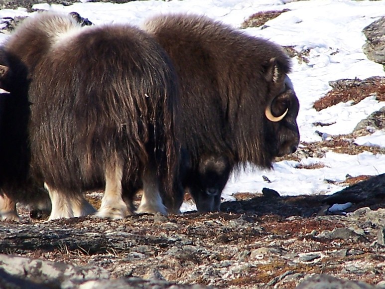 Nome, AK: Musk Ox on Anvil Mt. Nome, Alaska - notice the baby peeking out