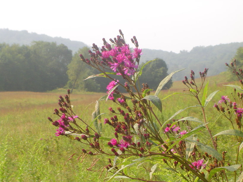 Fairmont, WV: A flower