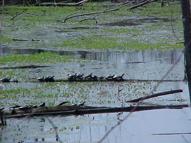 Dalton, GA: Turtles on a log # 2 on South Dixie Hwy.