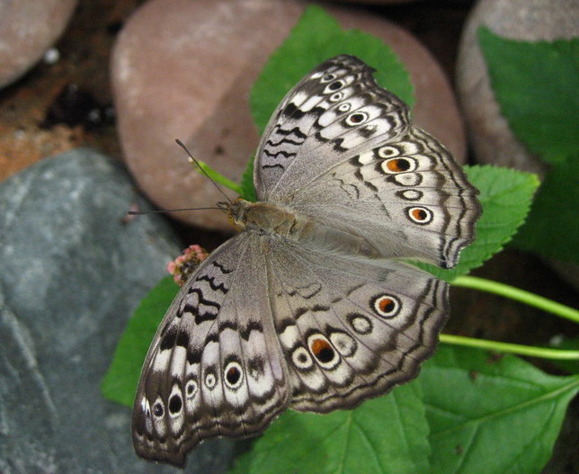 Whitehouse, OH: The Butterfly house in Whitehouse, OH