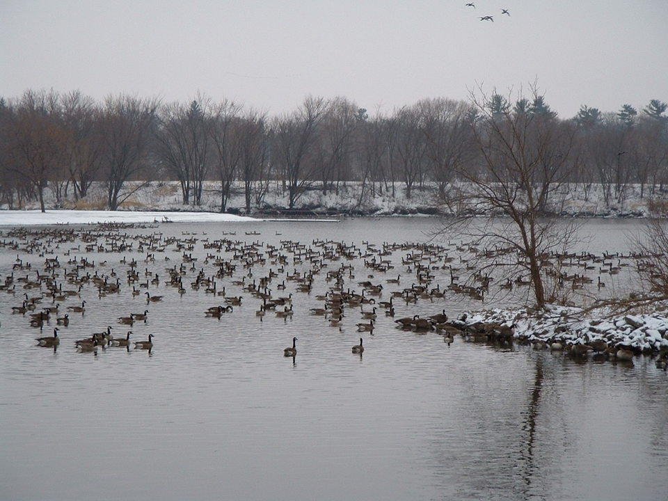 Rochester, MN: Silver Lake, Winter