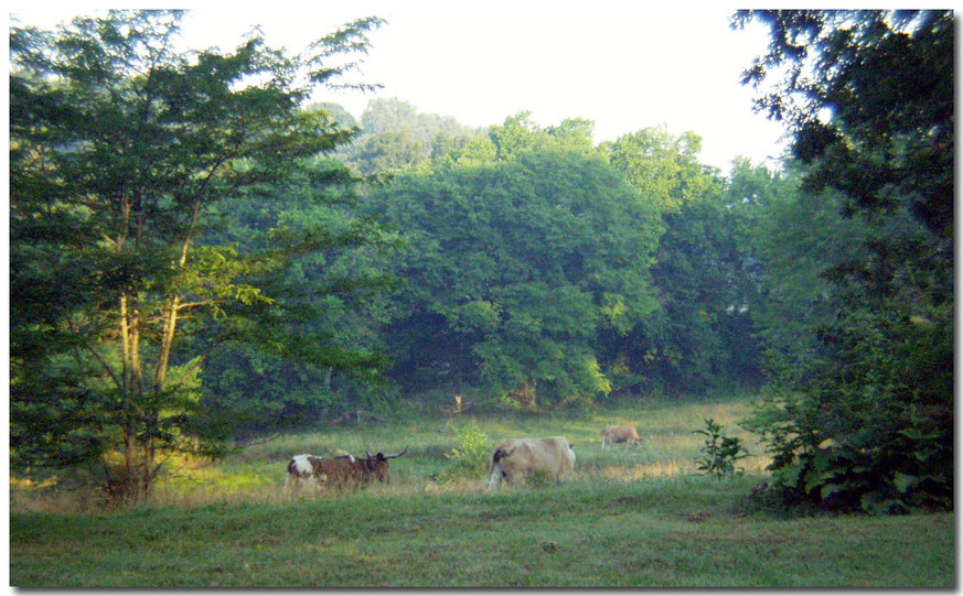 Ravenden, AR: cow's in back yard