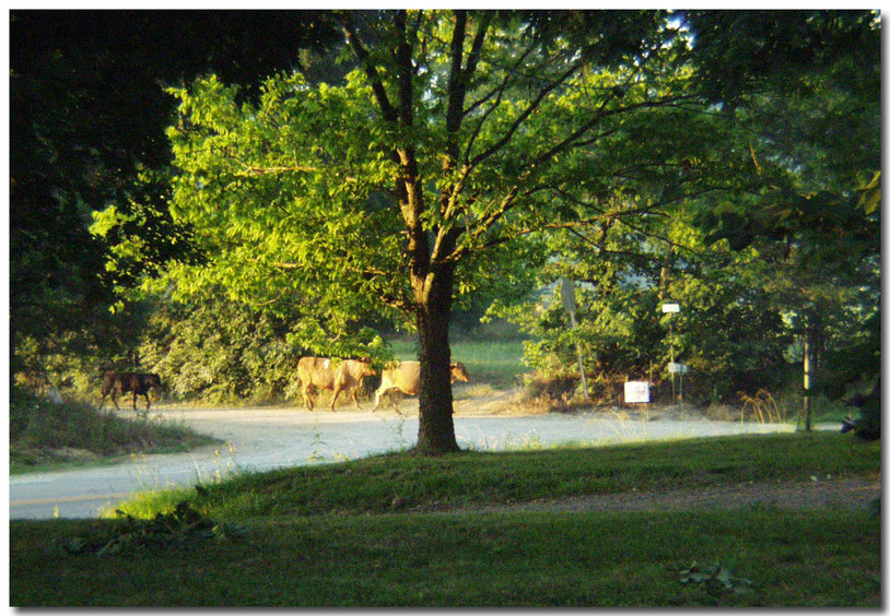 Ravenden, AR: Hwy.90w Cow's crossing and going down the road.