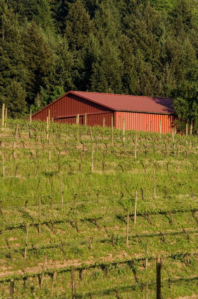 Newberg, OR: Winery Barn - Newberg, Oregon.
