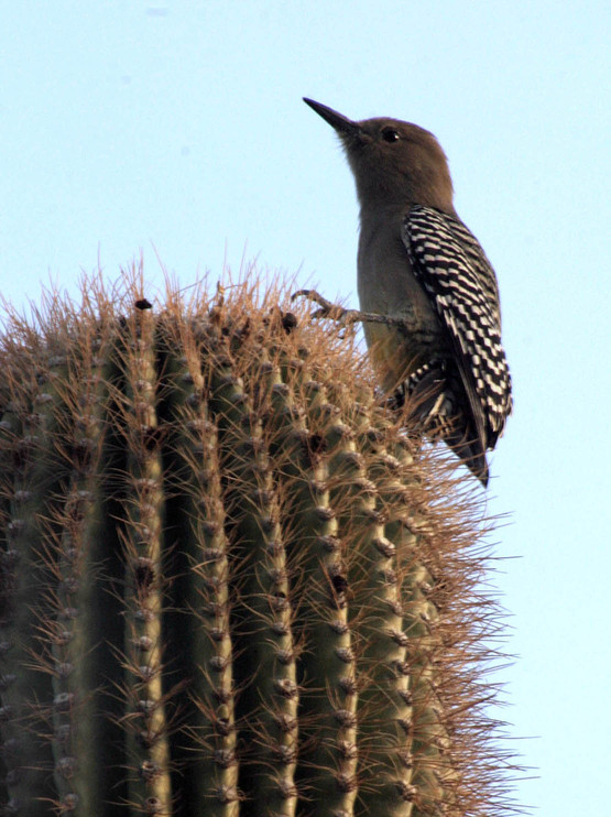 Phoenix, AZ: A bird sits on a saguaro cactus at the Phoenix botanical gardens