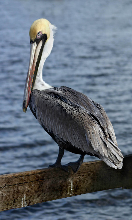Jupiter Island, FL: A pelican sits on a doc watching photographer at an island park