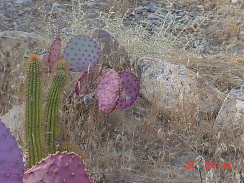 Pahrump, NV: Cactus garden in Pahrump