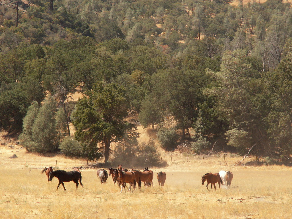 King City, CA: Horses in the Peachtree Valley