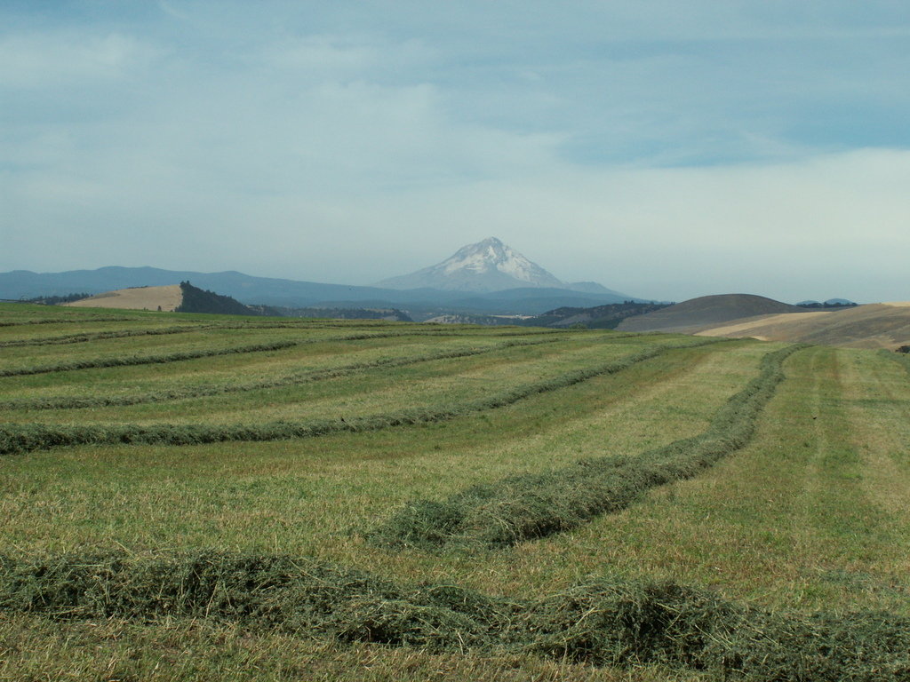 Dufur, OR Mount Hood from Dufur photo, picture, image (Oregon) at