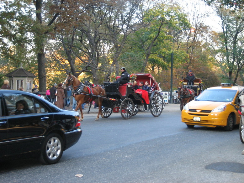 New York, NY: Buggy rides in Central Park, Mahattan, NY, NY