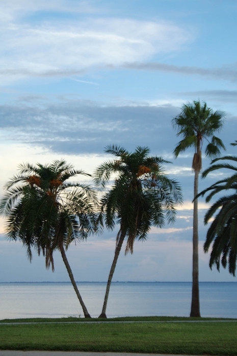 St. Petersburg, FL: Early Morning North Shore Park Palms, St Petersburg
