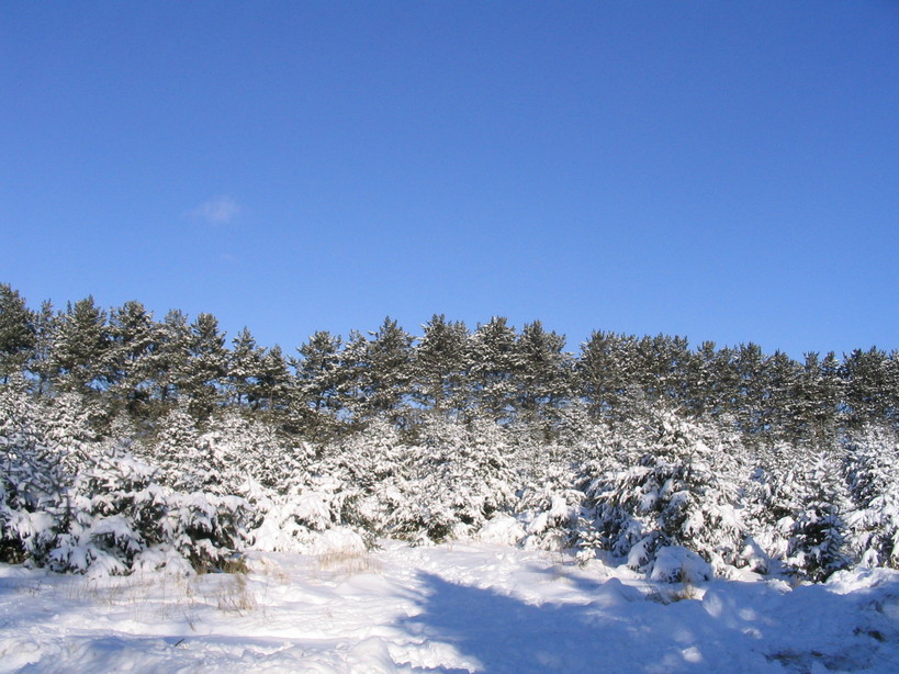 Rice, MN: winter trees