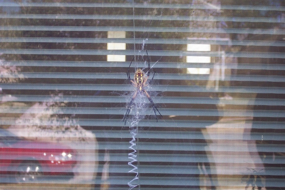 San Antonio, TX: San Antonio Spider