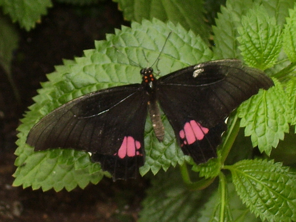 Sioux Falls, SD: Sertoma Butterfly House