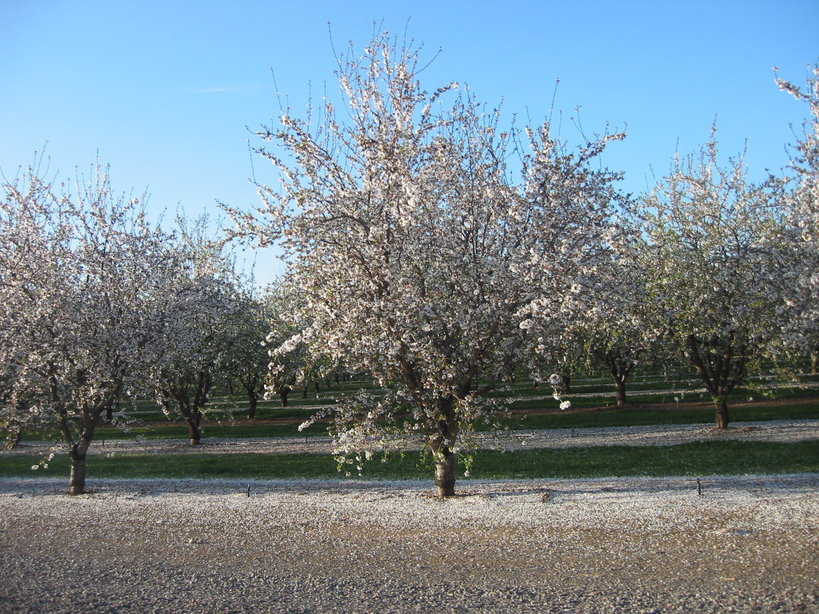 Newman, CA: Almond Orchards in Full Bloom