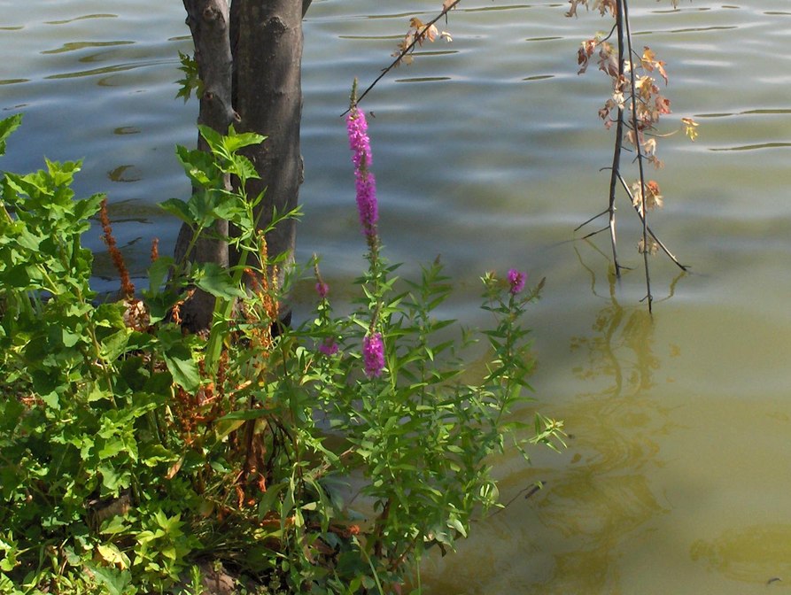 New Rochelle, NY: Flowers in the Water at High School