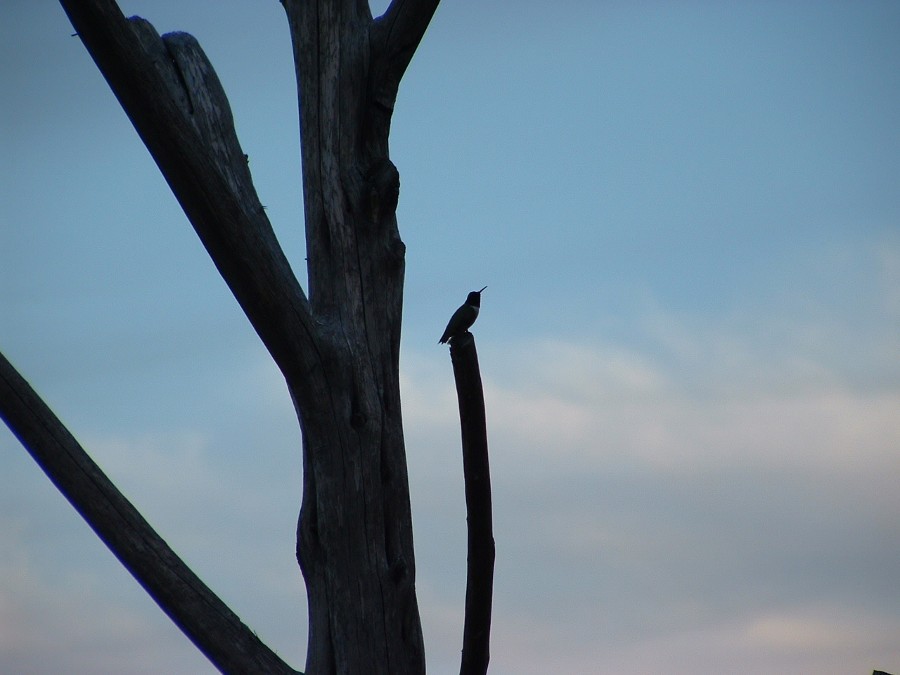 Camp Wood, TX: Hummingbird in a bare tree
