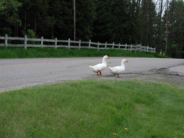 Fairfax, VT: Ducks wandering in Fairfax, VT.