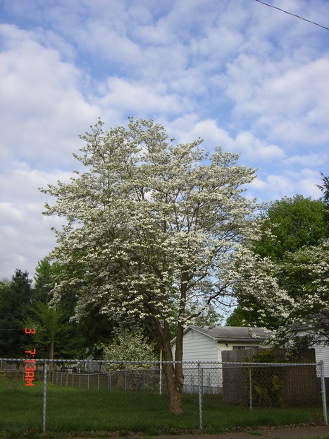 Ravenswood, WV: WHITE DOGWOOD IN BLOOM