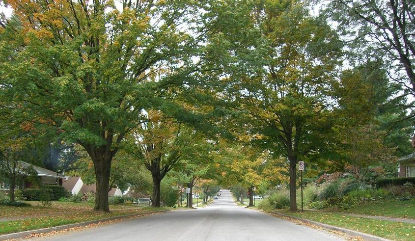 State College, PA: Maple trees along McCormick Avenue in State College, PA