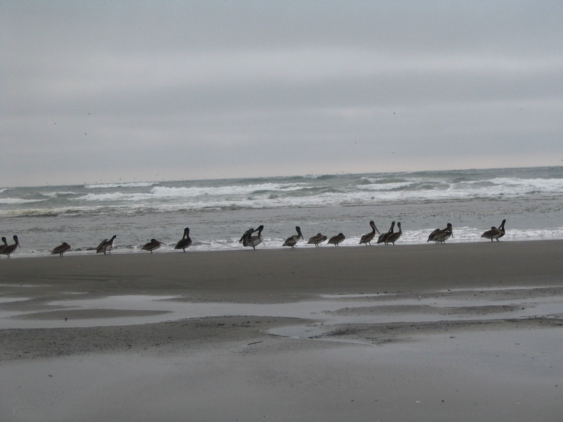 Long Beach, WA: Parade of Pelicans