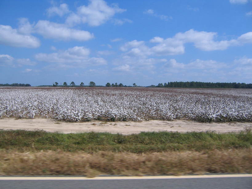 Morgan, GA: Cotton field outside Morgan