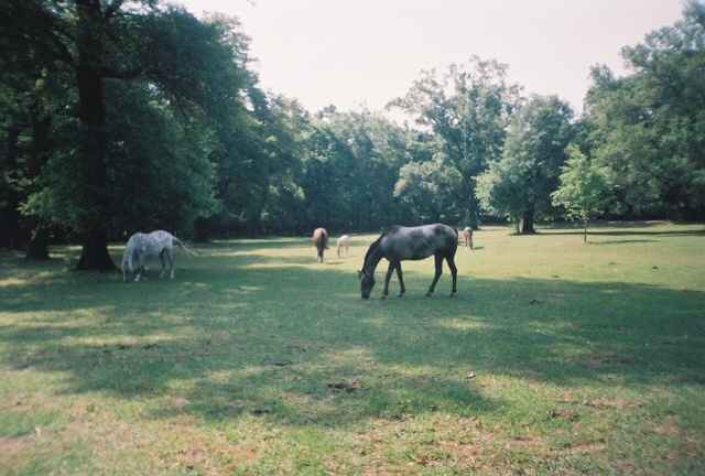 Campbell, TX: My horses grazing in the morning