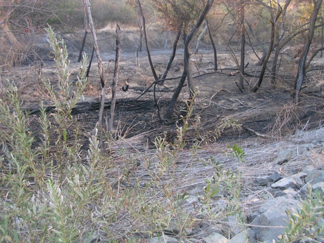 Brea, CA: Fire inside Carbon Canyon Park, located in BREA