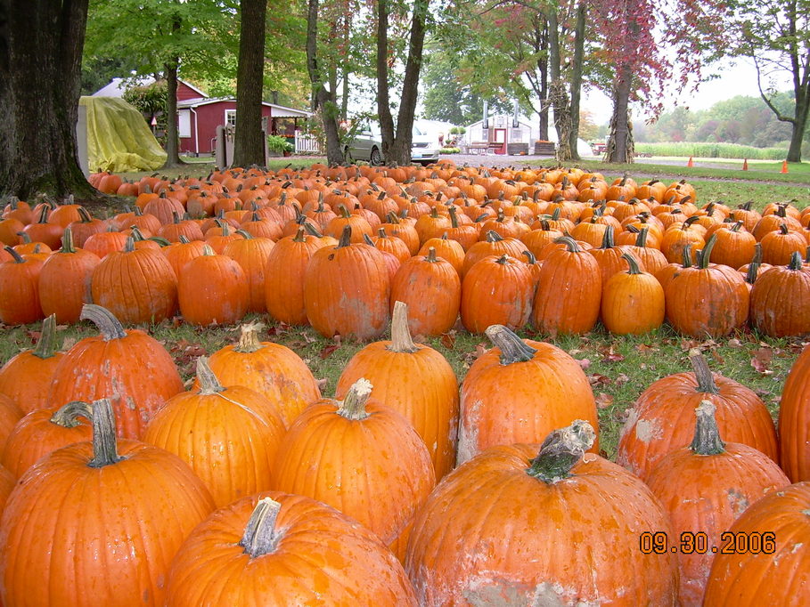 Lowellville, OH: Pumpkins at Countryside Farms, Lowellville, OH.