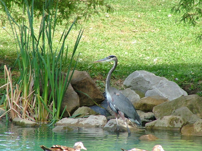 Lancaster, OH: Blue Heron at Rising Park Pond