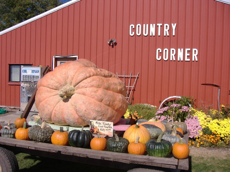 Alpha, IL: 1,025 lbs pumpkin Country Corner Alpha, IL