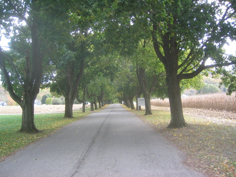 West Paterson, NJ: Row of trees on quiet West Paterson Street