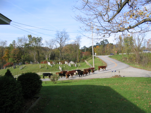 Poultney Vt A Few Cows Enjoying A Walk Towards Rt 30 Photo Picture Image Vermont At City