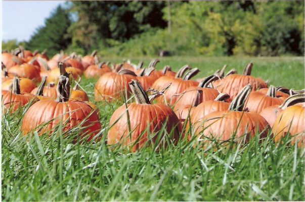 Hebron, OH: Pumpkin Patch-JJ Deeds Farm in Hebron