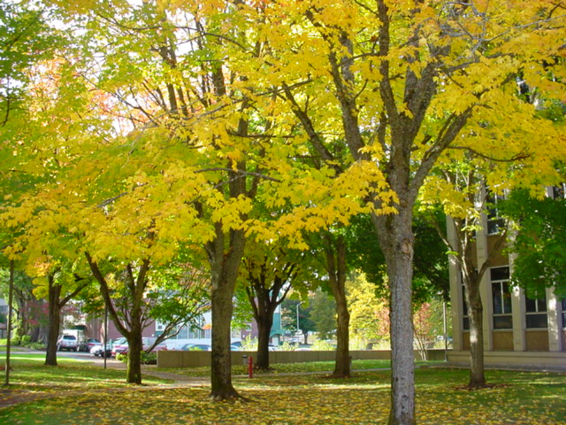 Olympia, WA: Fall Colors by Employment Security Building on Maple Park