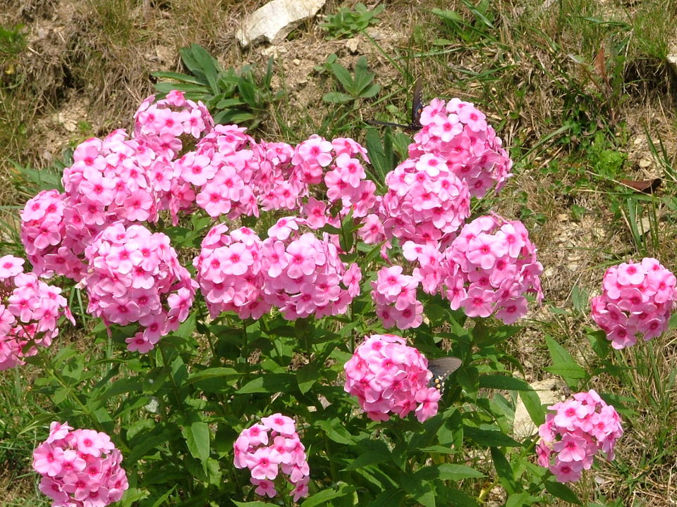 Sugar Mountain, NC: beautiful rhododendrons