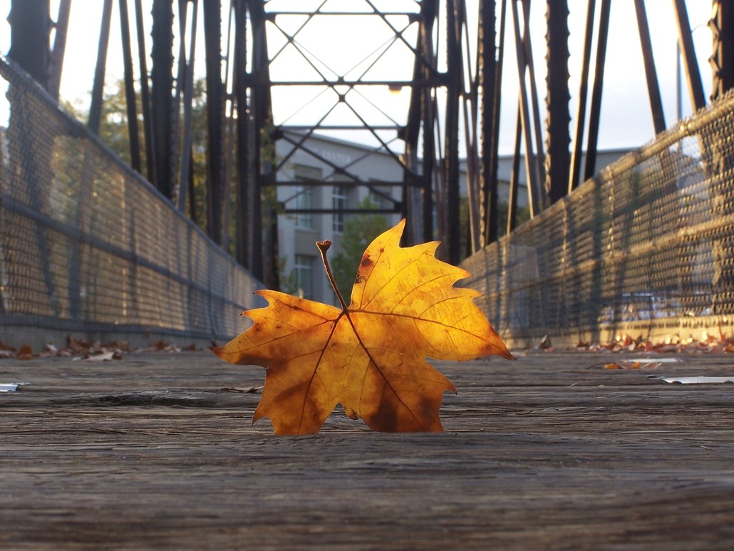 Roseville, CA: Leaf on Royer Park Bridge, Roseville, CA