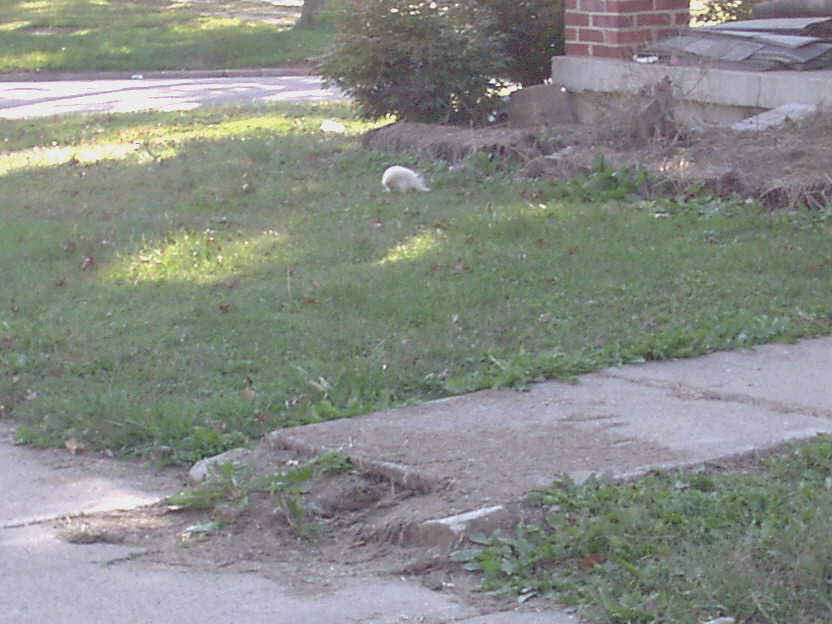 Olney, IL: The Famous Olney White Squirrel