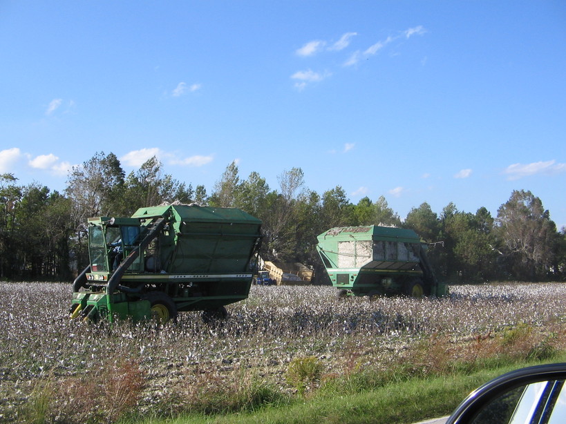 Sneads Ferry, NC: Cotton fields in Sneads Ferry, NC
