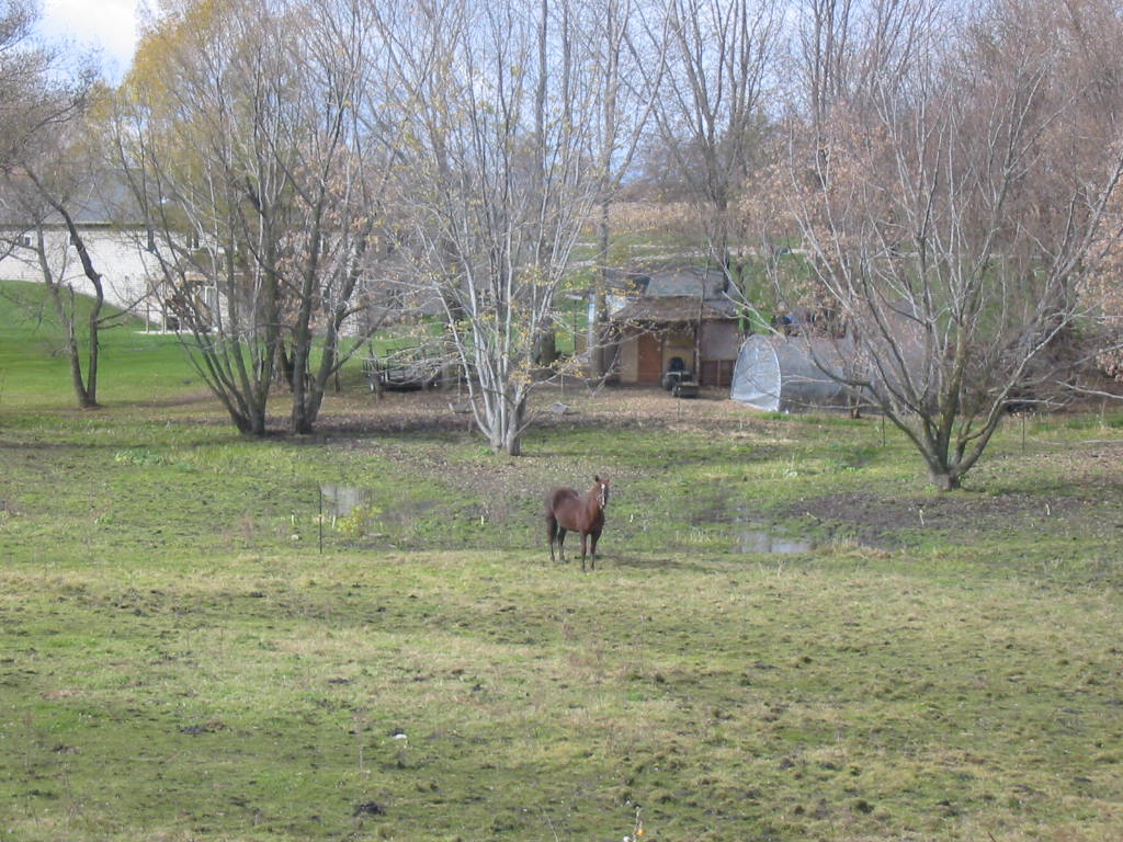 Fox Lake, WI: Horse