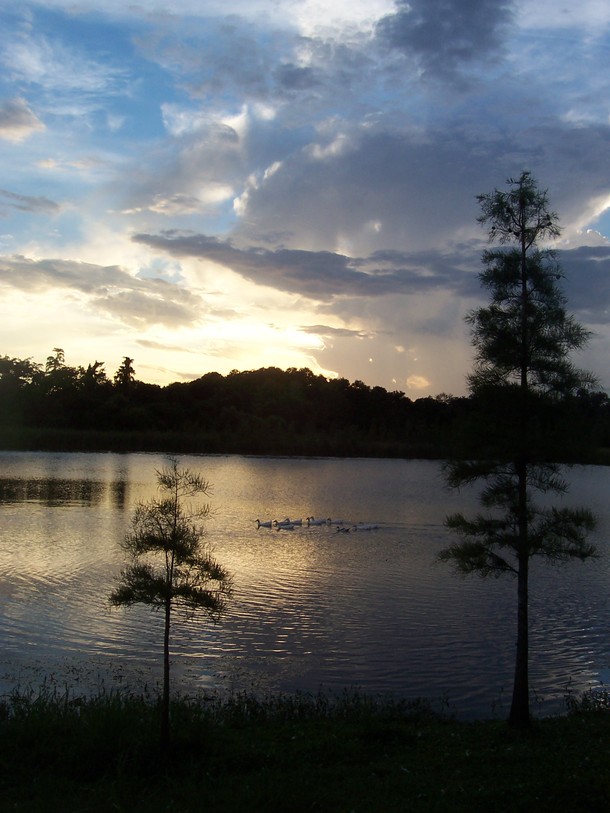 Temple Terrace, FL: A Temple Terrace Lake