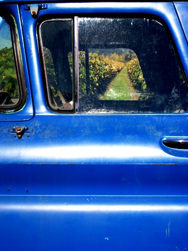Sherwood, OR: A peak of the vineyard through the old blue truck