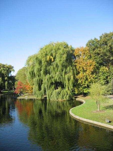 Boston, Ma : Boston Public Gardens Photo, Picture, Image (massachusetts 