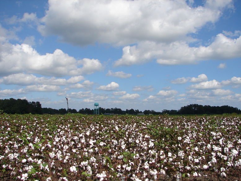 Faison, NC: High Cotton