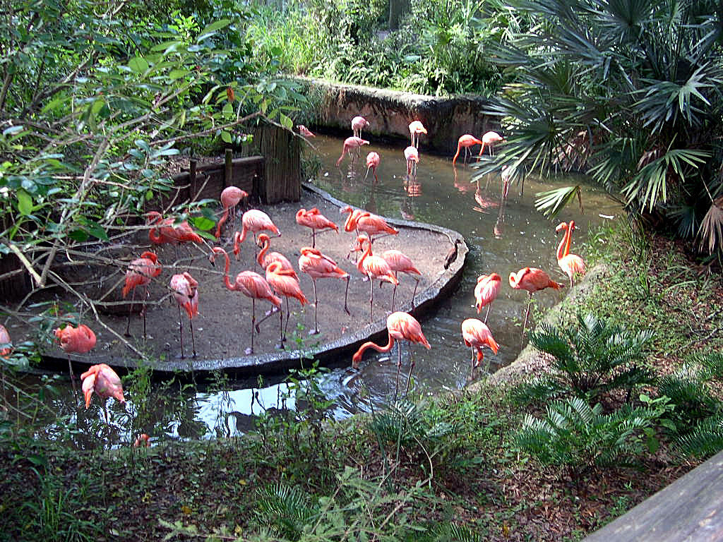 Tampa, FL: Pink Flamingos