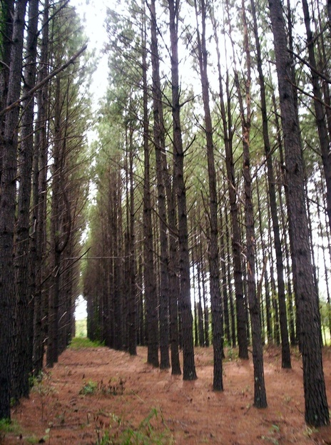 Tifton, GA: Pine trees