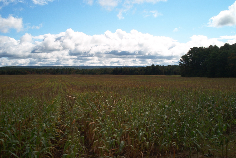 New Salem, MA: New Salem Corn Field